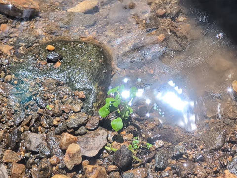 Sunlight flashing on the surface of a stream