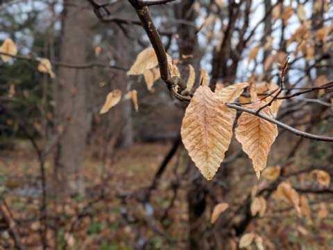 Golden Beech tree leaves hanging onto a branch in Winter