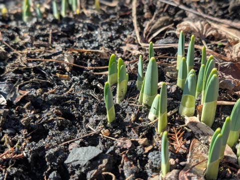 Spring flowers peaking out of the cold Winter ground