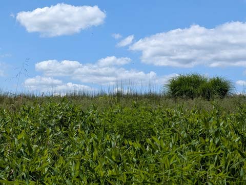 An island of ornamental grass floating is a sea of grassy meadow with a clear blue sky dotted with fluffy white clouds