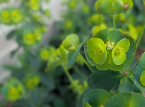 A bud of a plant that looks like a bug head with big eyes, all in different shades of green