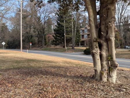 A group of trees with their trunks intertwined