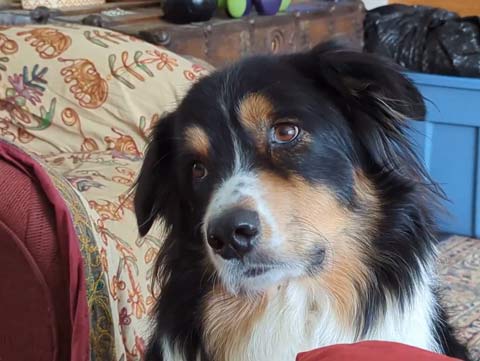 Bernie, an Australian Shepherd, tryin his all to understand what Mary is saying