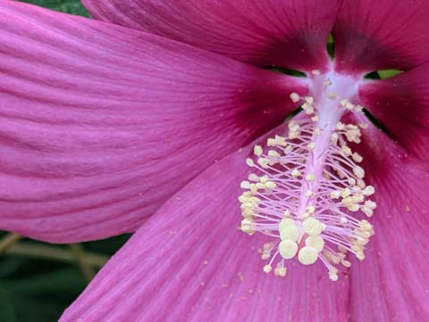 A close up of the white-yellow stamen of a hot pink hibiscus