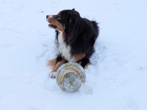 Bear, an Australian Shepherd, stands guard in the snow over his frozen ball