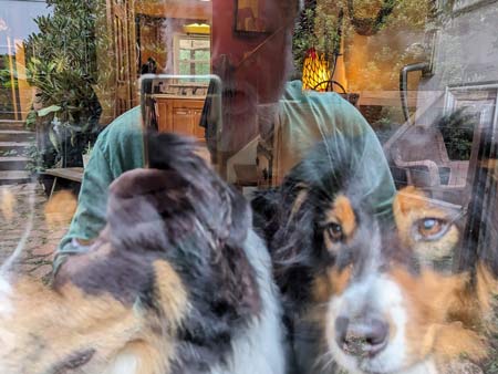 a view of a walkway leading to the front door of a house overlayed with a reflection of 2 dogs looking out the glass of the door with a man standing behind them inside of the house