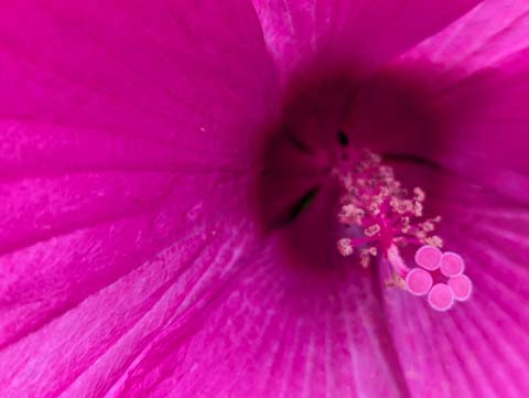 A close up of a deep pink hibiscus flower