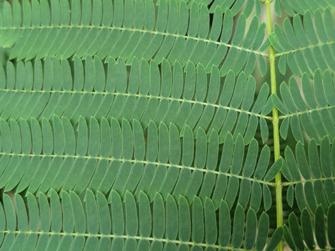 Close up of leaflets showing rows of green blades