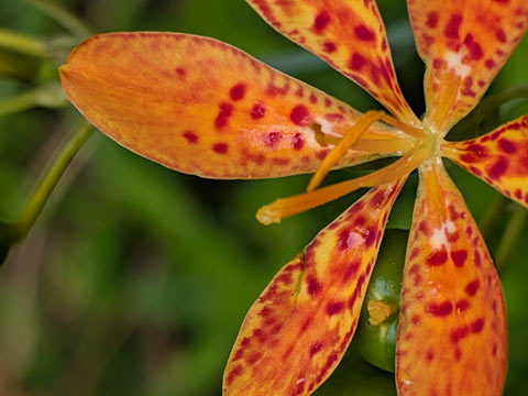 An orange petaled flower with red spots