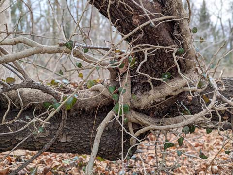 A large ivy vine wrapper tightly around a dead tree that it has strangled over time