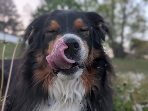 Bear, an Australian Shepherd, licking dandelion seedlings off of his own face