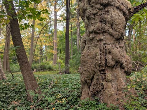 The gnarled trunk of an elm tree