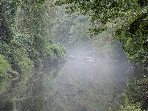 Mist hanging over the surface of a wooded stream