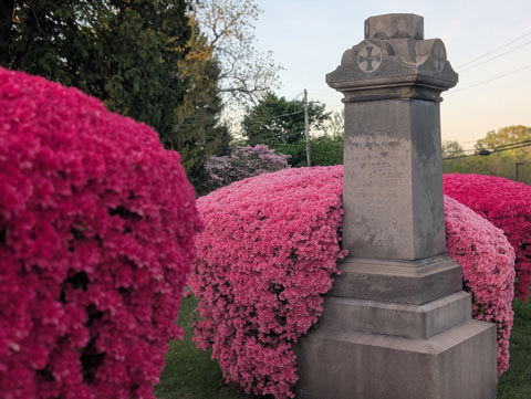 A pink azalea bush beginning to envelop a large stone grave monument