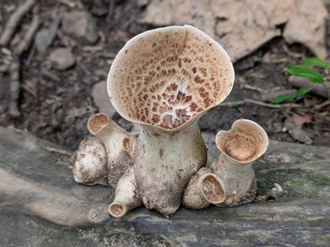 A group of white, pear-shaped mushrooms covered in small spines (Lycoperdon perlatum aka gem-studded puffballs) appearing to be whaling in anguish.