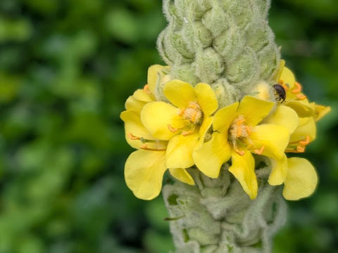 Close-up of the top of the spike of a Common Mullien, one ring of small yellow flowerst starting to bloom encircling, and a small bug crawling on a petal