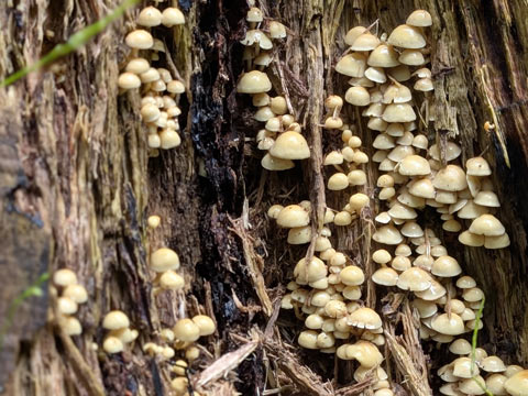A cascade of mushrooms growing on the side of a tree