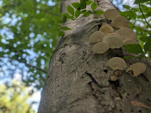 Wood mushrooms growing up the side of a beech tree