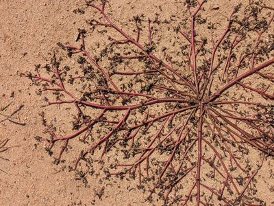 A network of reddish branches of plant spread across a patch of sandy dirt