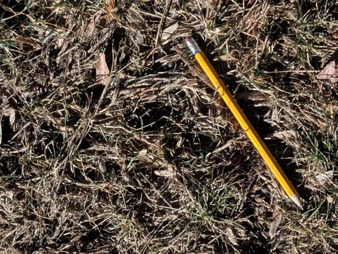 Yellow pencil laying in the grass