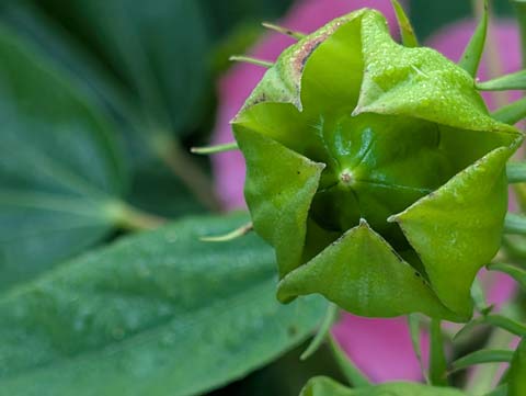 A Hibiscus bud about to begin blooming