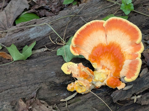 a fresh, fan-shaped bracket fungus with a vibrant bright-orange upper surface fading into a soft yellow-to-cream margin and a bright yellow underside, growing directly on a decaying log