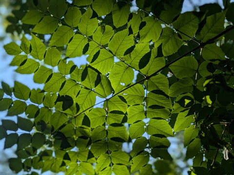 Sunlight creating crescent shaped shadows on overlapping leaves.