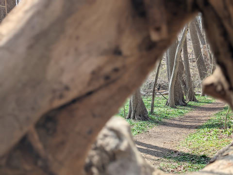A path in the woods framed by a whole in the roots of an uprooted tree