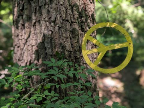 A wooden yellow peace sign, hanging sideways from a thin tree branch