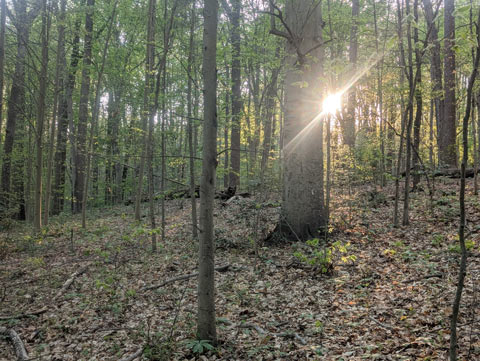 Light from the setting sun peaking through the trees in the woods
