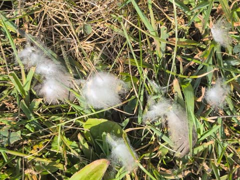 Soft puffs of downy feathers laying in grass being blown by a breeze