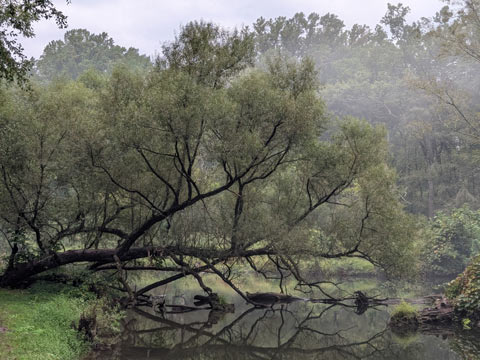 A tree growing sideways across a stream with some branches growing downwards to the water and others reaching upwards