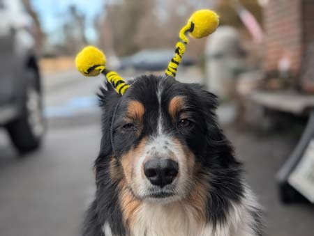 Bernie, a black tri-color Australian Shepherd, wearing a black and yellow headband that has what appears to be two been antenna sticking out of it. He facial expression looks like he is not exctly thrilled to be wearing it.