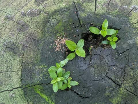 Little plants sprouting out of the top of an old wooden post