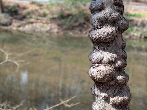 A section of tree trunk that is covered in lumps