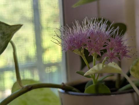 A small section of a sedum bloom stitting in a cup on a ktchen window sill