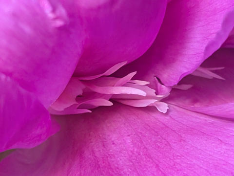 A close up of a pinkish colored peonie petal, showing tiny little petals protruding between another petal