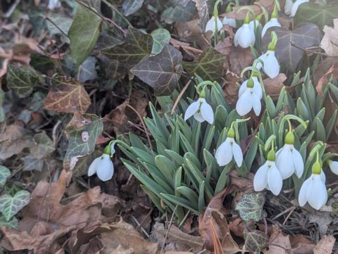 Several blooming Snowdrop flowers amidst a bed of brown leaves.