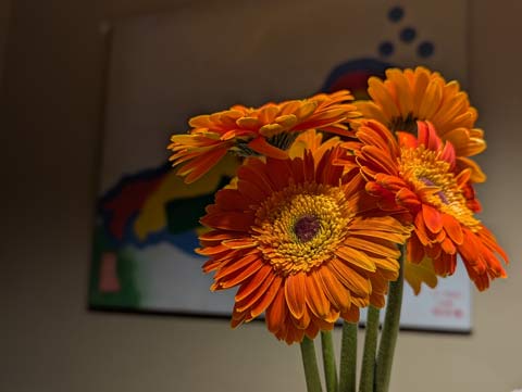 Deep blue glass bottle being used as a vase for brightly colored orange and yellow Gerbera daisies