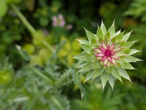 A Musk Thistle flower starting to bloom