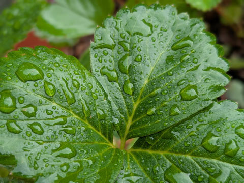 A closeup of dew drops on a leaf of a strawberry plant