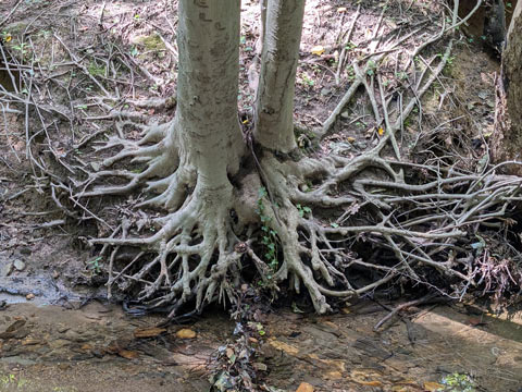 The mostly exposed roots of two beech trees that stand next to each other tangled together on the bank of a creek