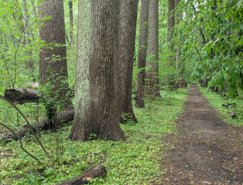 A long and straight dirt path lined on one side with a row of tall, thick trees