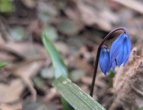 Two tiny purplish-blue Spring flowers just about to bloom