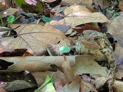 A toad sitting among leaves a pieces of Sycamore tree bark