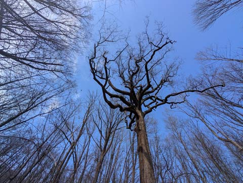 An old tree surrounded by a ring of younger trees