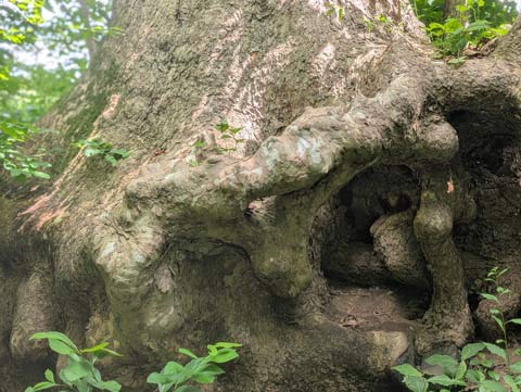 Roots of an old Sycamore tree, exposed due to the erosion on one side that runs alongside the ridge of a hiking trail
