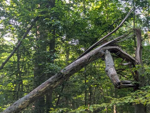 The trunk of a tree that seems to have collapsed about 5 feet above the ground, causing the remaining part of the tree to fall over