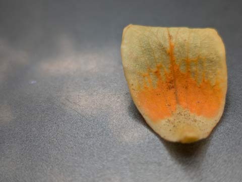 A single petal of a tulip poplar flower laying on a grey metal truck hood