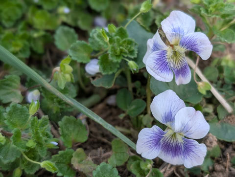 Two identical violets blooms